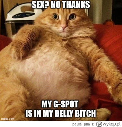 paula_pila - #koty #memy #humorobrazkowy