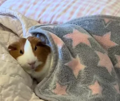 DziecizChoroszczy - Bogdan Marchewka, niezły śpioch... ᶘᵒᴥᵒᶅ