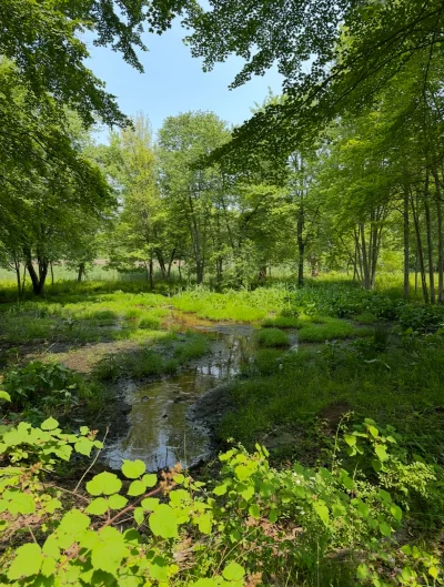 R2D2zSosnowca - @R2D2zSosnowca bajorko czerwcowe