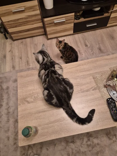 Lujdziarski - #pokazkota #dziarskikacperek Bero jest moim szefem, a ja będę mu pomaga...