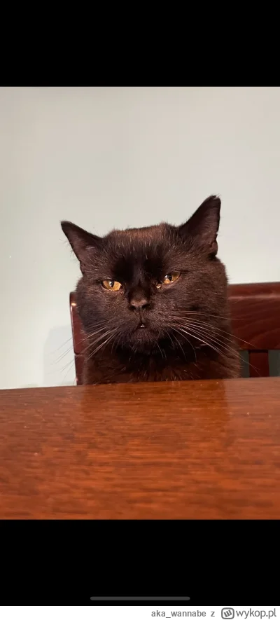 aka_wannabe - #pokazkota