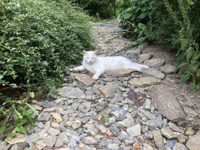 Naza_Dzikowski - #pokazkota 
Michał, po zagranicznemu Majkel. Zdarza mi się nazywać g...