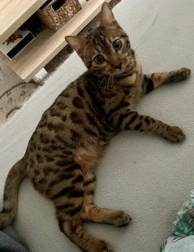 Lujdziarski - #pokazkota #dziarskikacperek Kacpi od wczoraj mi spokoju nie daje xD. T...