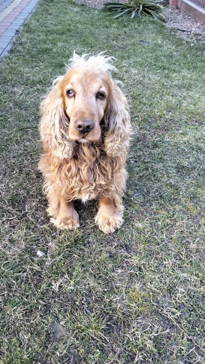 Kagernak - Mój pies wygląda jakby zaraz miał się spytać czy go poratuje szlugiem (ʘ‿ʘ...