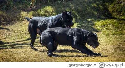 giorgioborgio - #zwierzaczki #smiesznypiesek Czy nie uważacie, że posiadacze psów ras...