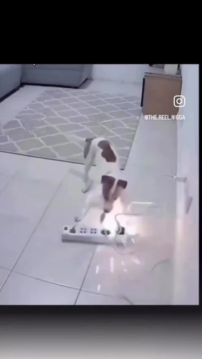 DrTRAPH0USE - #smiesznypiesek