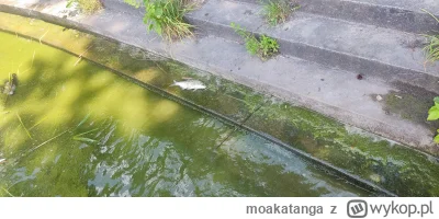 moakatanga - Łącznie z 7 ryb do góry brzuchem w jednym miejscu było i jakiś ptak xD