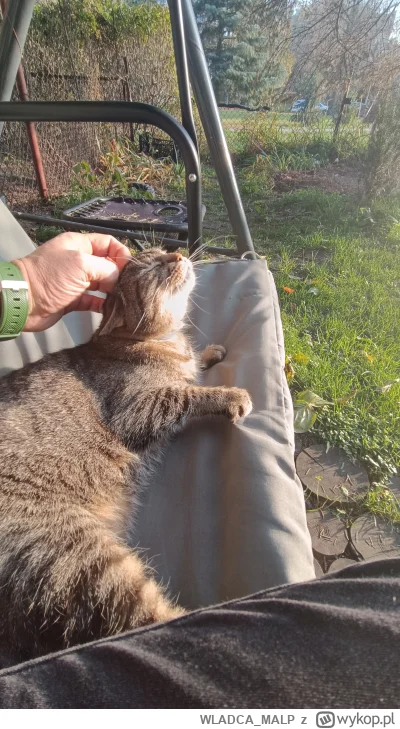 WLADCA_MALP - #zdjeciatarzana #pokazkota