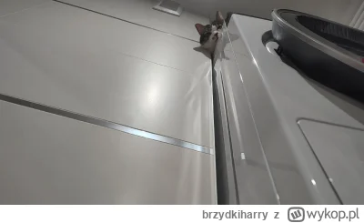 brzydkiharry - #pokazkota