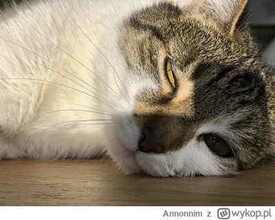 Annonnim - @Owlosiaty-Dzik 
Mamy twojego kota, nie wzywaj policji, czekaj na dalszy k...