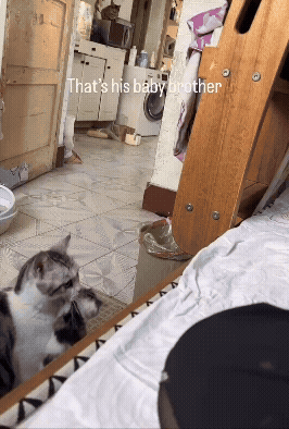 jestemtakizmeczony - gdzie to wyebać?
BONUS: koty vs ogony https://streamable.com/td...