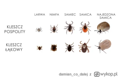 damiancodalej - >A jakie są inne?
@TomekOrl: tutaj dwa najpopularniejsze, a jest ich ...