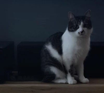 brzydkiharry - #pokazkota