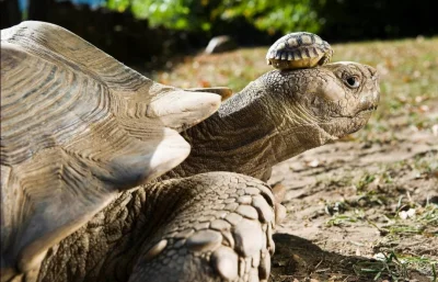 Loskamilos1 - 140-letnia żółwia matka i jej 5-dniowy bobas.

#necrobook #zolwie