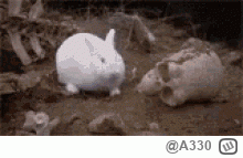 A330 - @kasztan00: tymczasem króliki opa xD