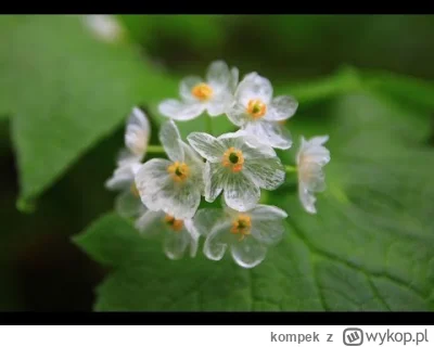 kompek - @4pietrowydrapaczchmur: bardziej to wygląda na grafikę AI niż na zdjęcie, al...