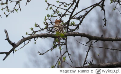 Magiczny_Rutnix - Dudki wróciły do Polski
#ptaki #fotografia #zwierzaczki