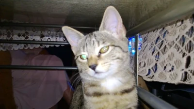 Solsith - @Kantorwymianymysliiwrazen: gryzie i drapie wraz ze wspólnikiem