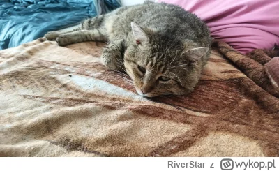 RiverStar - Węgorz wjechał #koty #pokazkota