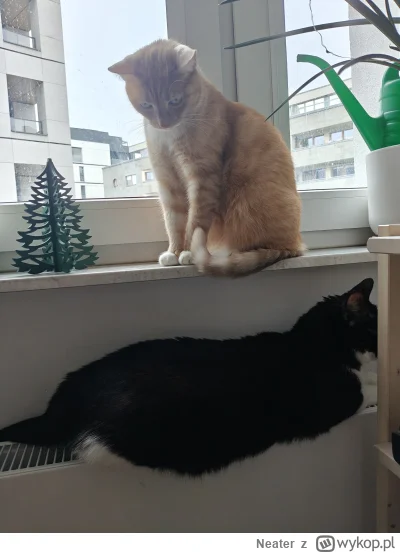 Neater - @Kowal19888: Feringa, CatzFineFood
Jedna zjada normalnie, druga zwykle wcina...