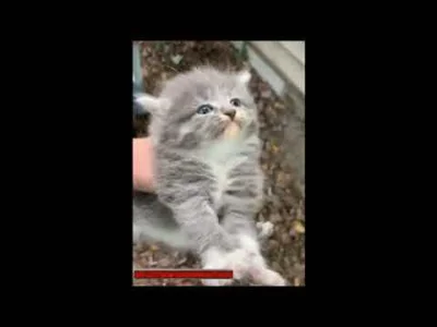 Gariwanzi - @DoMD:
K 00 T Y