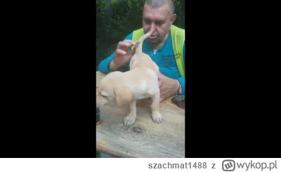 szachmat1488 - Wyciekł kolejny filmik jak Popek melestuje psa! co za obrzydlistwo. to...