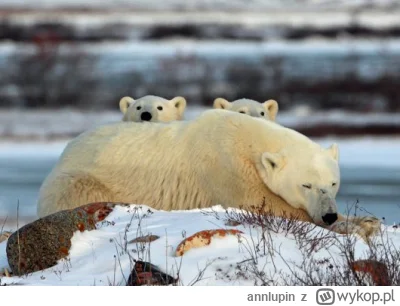 annlupin - dobranoc albo miłego dnia dla was