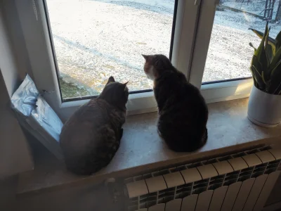 MamByleJakiNick - Zimno to i koty wolą popatrzeć przez okno conajwyzej ( ͡° ͜ʖ ͡°)

#...