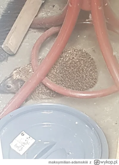 maksymilian-adamskiii - Spotkałem jeża po raz drugi!!( ͡º ͜ʖ͡º)