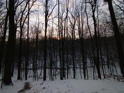 SzycheU - Las zimą to coś pięknego (｡◕‿‿◕｡)
#szczecin #zima ##!$%@? #las