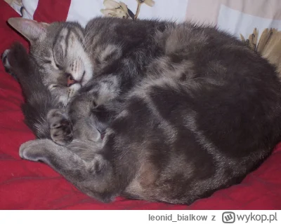 leonid_bialkow - @annlupin: śpionco