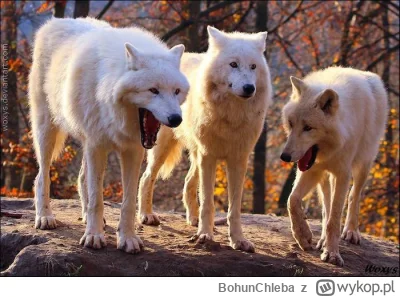 BohunChleba - @Herfes: masz coś do gupich wilków?