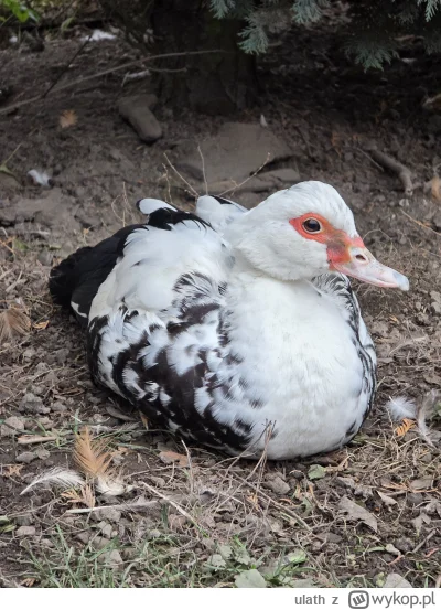ulath - Ile plusów dostanie kacza babcia, według Mamy ma ok 20lat
#zwierzaczki #smies...