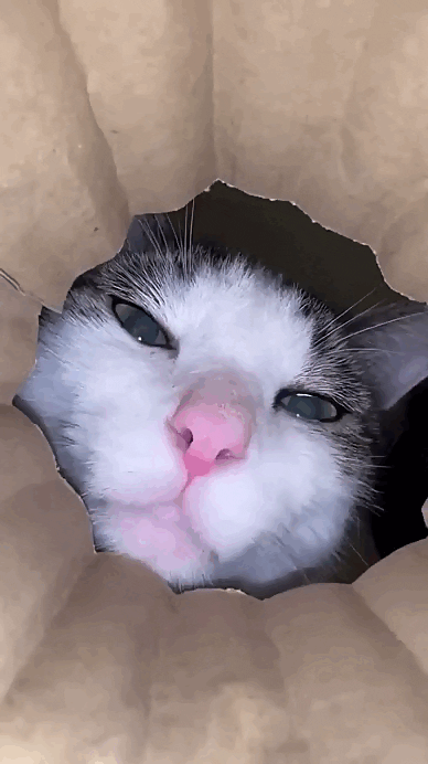 jestemtakizmeczony - #smiesznekotki 🧵

#gifyzkotkami #smiesznekoty #gifyzkotami