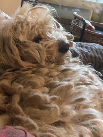 Zzezlag - @Agui94: Przecudowny :) ja mam takiego futrzaka, adopciak