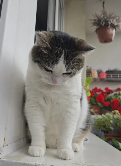 Solsith - #pokazkota #spaslak so it begins,  jak nie 34° to wiatr jak uj( ͡° ᴥ ͡°)