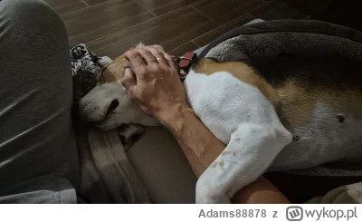 Adams88878 - Już ponad 5 lat z tym sierściuchem ( ͡° ͜ʖ ͡°)
#pokazpsa