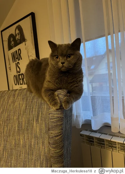 MaczugaHerkulesa18 - @MaczugaHerkulesa18