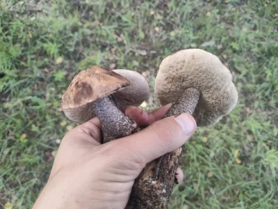 Lardor - @troloslaw ten taki po środku? W grstisie to znalazłem jeszcze kozaczki