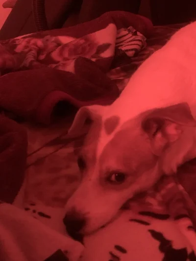 lvbie_placki - #przegryw pimpek mi towarzyszy se