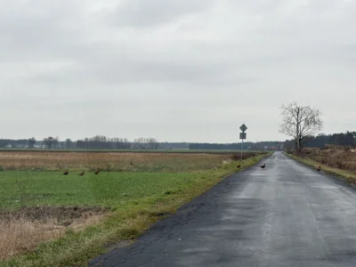 Tadeo123 - Ktoś mi wrzucił bażanta na posesję 
#kapitanbomba