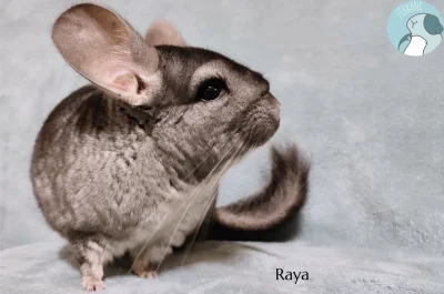 paczelok - @Elec: こおけぅえ じםすちいλぉぁփ こおあಠ ぃだಠご いうʫぃ ぃѓおぇ ぉಠҡごմ けく⚛ あםちういぐմѓ ぃだֆうし おʫ おだう...