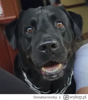 D.....y - @OlgierdanoTivi: Myślę że tak na serio mogli tam psa do pokoju przesłuchań ...