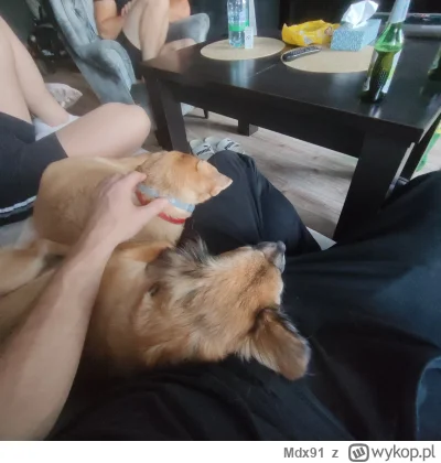 Mdx91 - Wszystkie psiaki moje. Z nikim sie nie podziele.
#psy #zwierzaczki