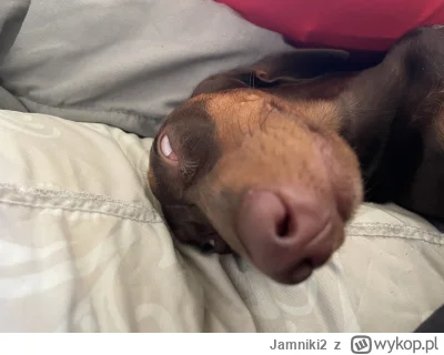 Jamniki2 - @gosciu82