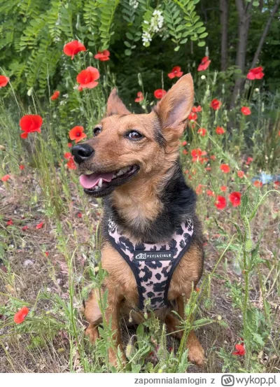 zapomnialamlogin - Majtczak, wybory, afery, a my tu sobie po prostu spokojnie świętuj...