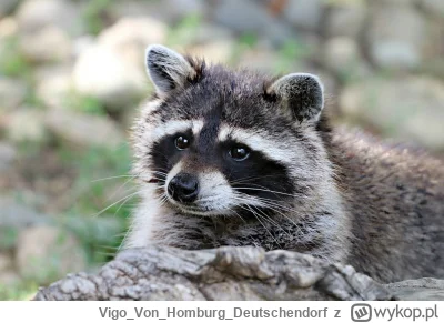 VigoVonHomburg_Deutschendorf - Ja spoglądający na upadek społeczeństwa
#szopeknadzis