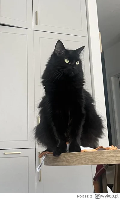 Polasz - #pokazkota 
Fela dostojna ʕ•ᴥ•ʔ