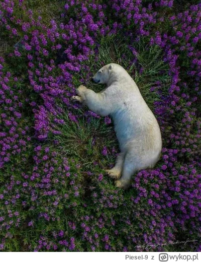 Piesel-9 - Biały niedźwiedź mocno śpi.