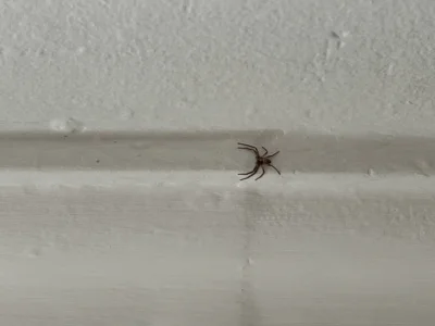Belzdron - Co to za pająk. Jest szeroki na nieco ponad 1 cm. 
#pajaki #pajeczaki